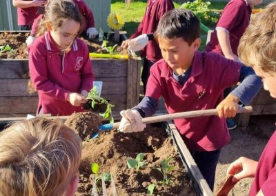 Several students planting crops at school